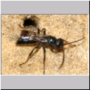 Dipogon subintermedius - Wegwespe w08b 7mm Sandgrube Niedringhaussee-det.jpg